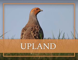 Upland